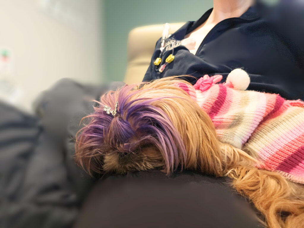 Therapy Dogs offering comfort on infusion days.
